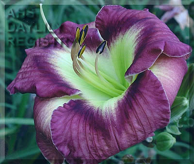 Omar's Joy AHS image