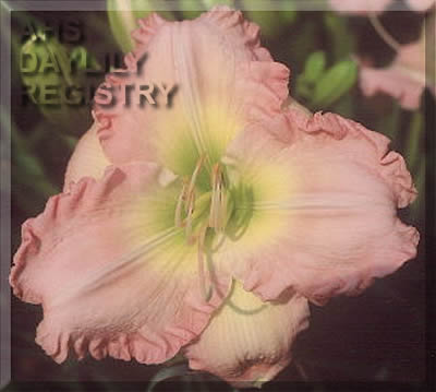 Creative Spirit AHS image