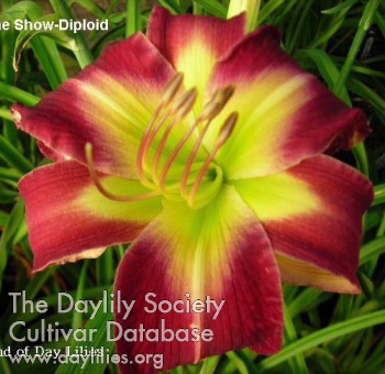 Star of the Show AHS image
