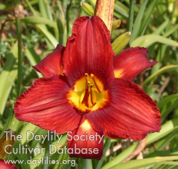 Sweet Bailey AHS image