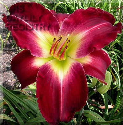 Precious Seed AHS image