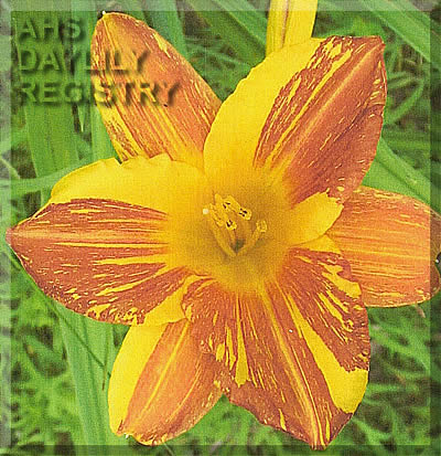 Augie's Unique Beauty