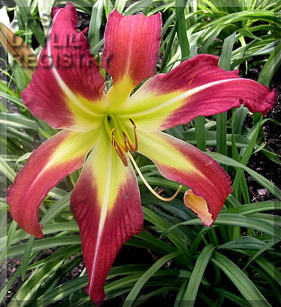 Star Enchantment AHS image