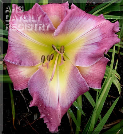 Cool Blue Breeze AHS image