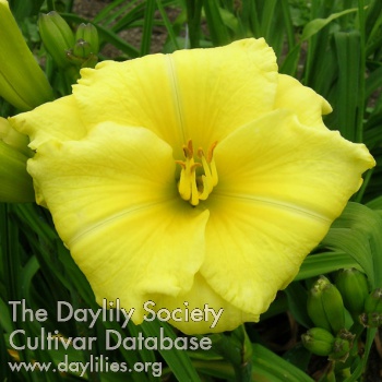 Circumradiant Dawn AHS image