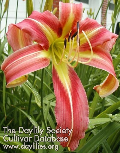 Flamingo Flambeau AHS image