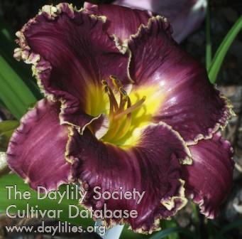 Sandalwood Deb Carriker