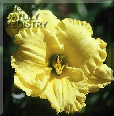 Dancing in Lemon AHS image