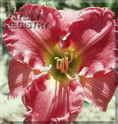 Serendipity Delight AHS image
