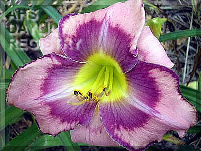 In Memory of Hercules AHS image