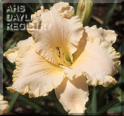 Pure Devotion AHS image