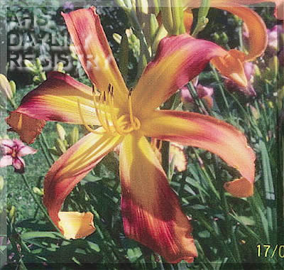 Longfellow Serenade AHS image
