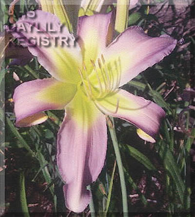 Spirit of the Dove AHS image