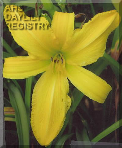 Prairie Diva