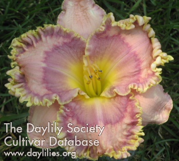Homeplace Debutante AHS image
