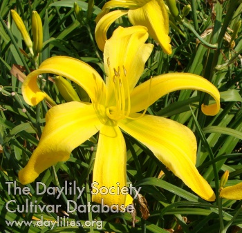 Gold Starburst AHS image