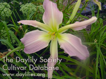 Lavender Night Spider AHS image