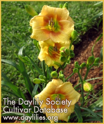 Daffy Taffy AHS image