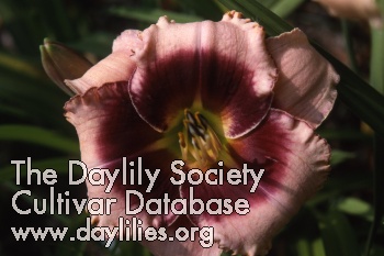 Bold Orchid AHS image