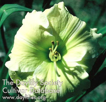 Malachite Splendor AHS image