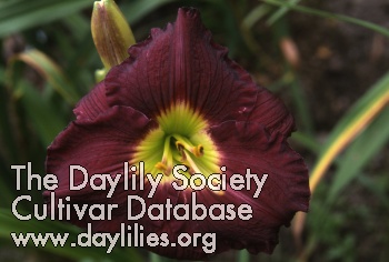 Purple Odyssey AHS image