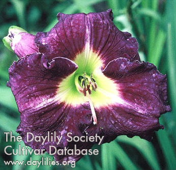 Purple Pansy AHS image