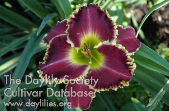 Pleasantly Plum AHS image
