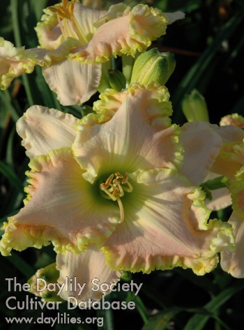 Effervescent Spring AHS image