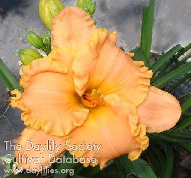 Tropical Daydream AHS image
