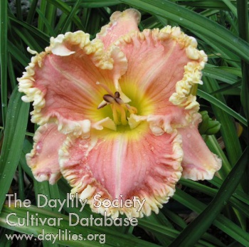 Linden Pink Confection AHS image