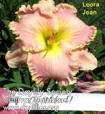 Leora Jean AHS image