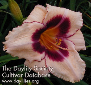 Jean Bailey AHS image