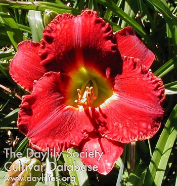 Ruffled Red Dude AHS image