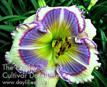 Blue Spring AHS image