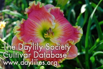 Dixie Sunrise AHS image