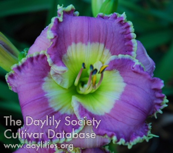 English Lavender AHS image