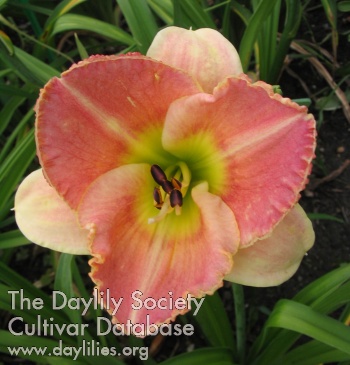 Polesia Czar AHS image