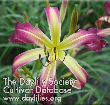 Dave Guleke AHS image