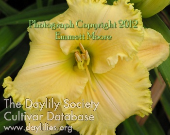 Mark Harrison AHS image