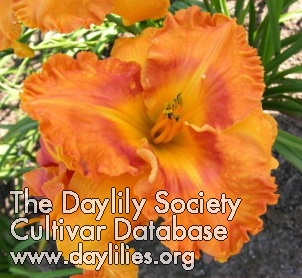 Orange Dynamite AHS image