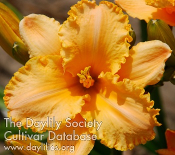 Ruffled Orange Gold AHS image