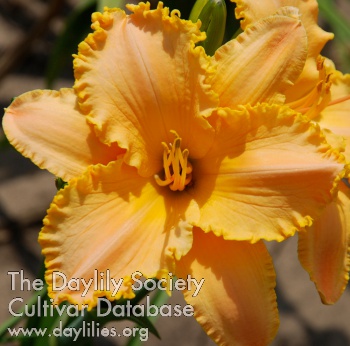 Frilled Peach Glory AHS image