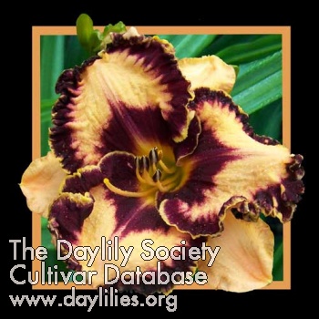 Psalm of David AHS image