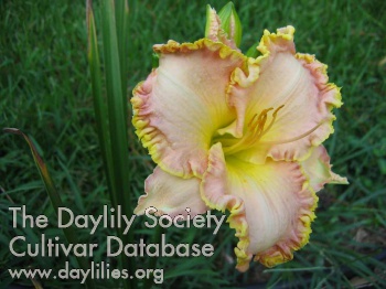 Abilene Jasmine AHS image