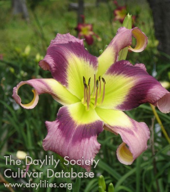 Crazy Miss Daisy AHS image