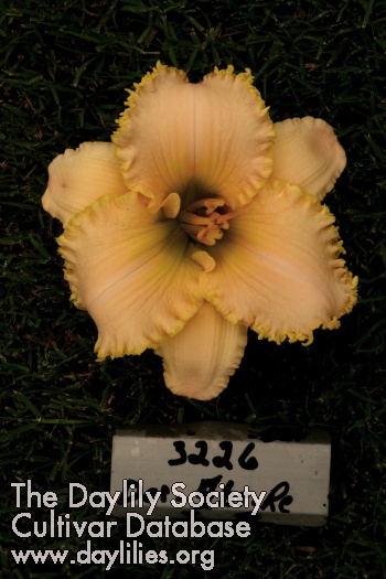 Topguns Mandarin Melange AHS image