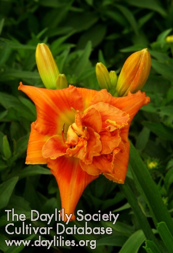 Topguns Sunset Tangerine AHS image