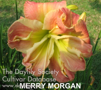 Merry Morgan AHS image