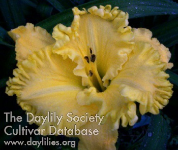 Somewhat Yellow AHS image