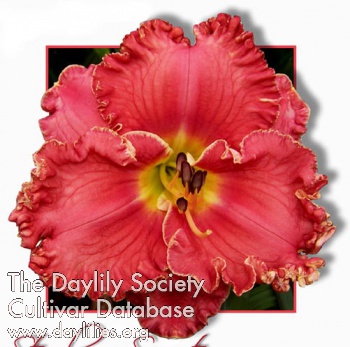 Strawberry Sensation AHS image